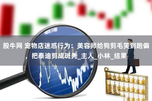 股牛网 宠物店迷惑行为：美容师给狗剪毛笑到跑偏，把泰迪剪成斑秃_主人_小林_结果