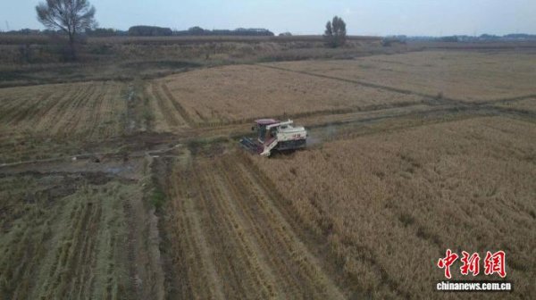 金诚无忧 （乡村行·看振兴）“实验田”变“丰收地” 山西朔州“田秀才”逐梦乡村