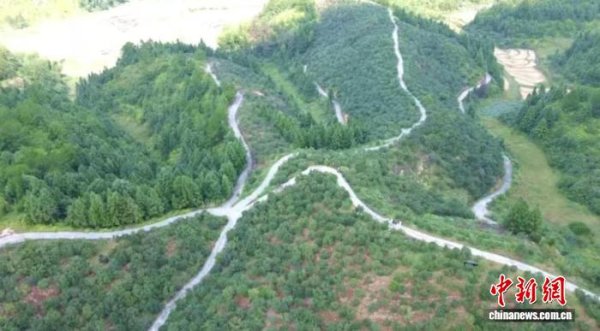 卓信宝 （乡村行·看振兴）福建宁化：“鱼鳞坑”筑起生态链 促小茶果成大产业